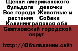 Щенки американского бульдога ( девочки) - Все города Животные и растения » Собаки   . Калининградская обл.,Светловский городской округ 